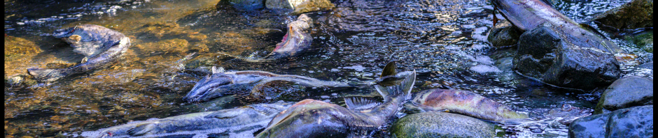 20th Annual Salmon Transplant